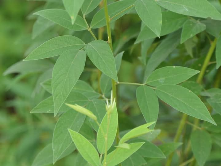 Cajanus Cajan Plant Seeds for Growing Hearty and Nutritious Legumes