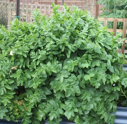 Green Skirret