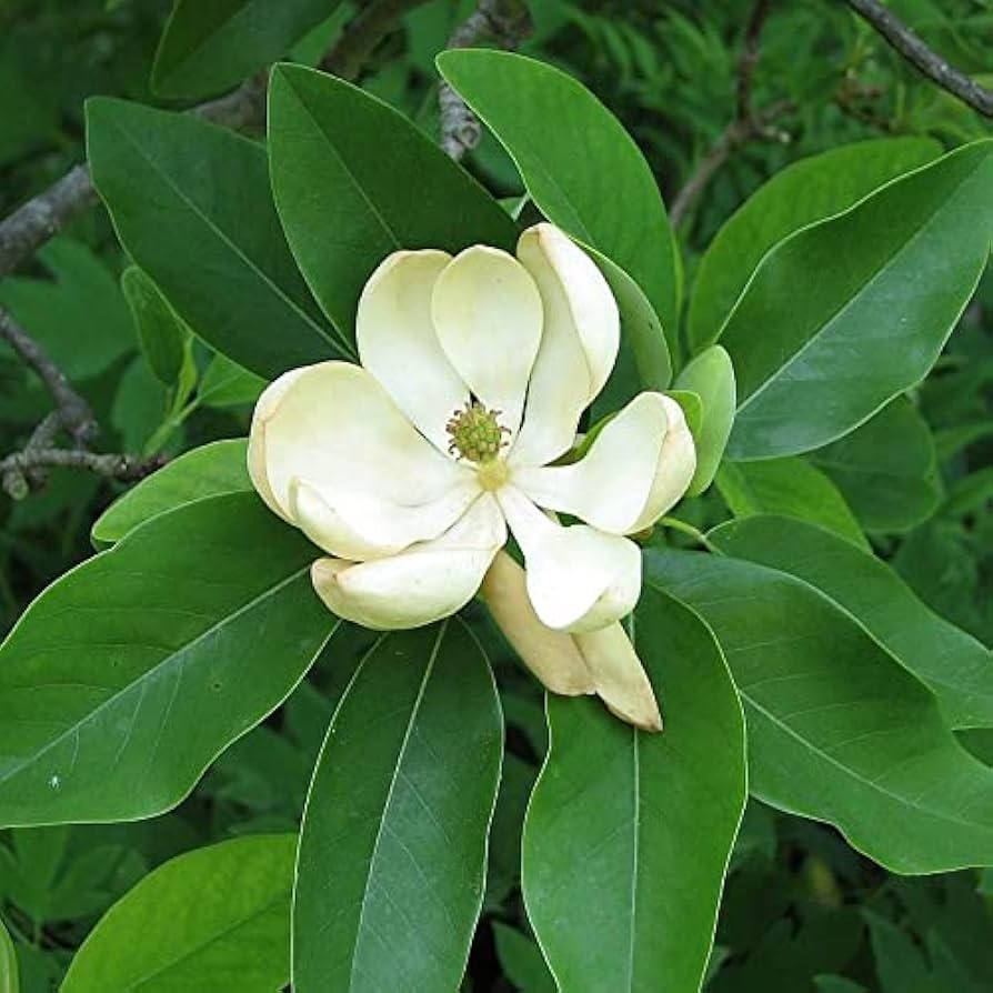 Sweetbay Magnolia Tree Seeds for Planting