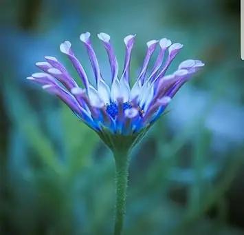 Shrubby Daisy Bush Flower Seeds for Planting – NON GMO Seeds Dhara Seeds