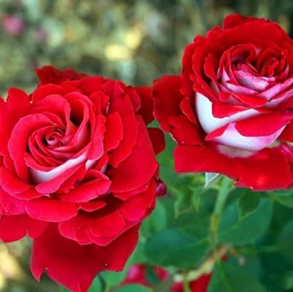 Osiria Rose Heirloom Mixed Color  Flowering Seeds For Planting