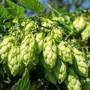 Green Hops Plant Seeds for Planting heirloom & Non-GMO Seeds