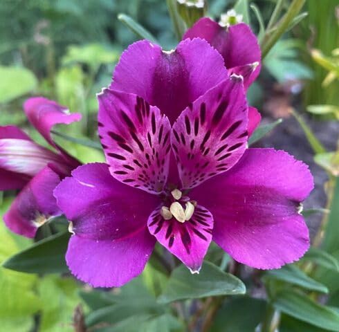 Purple Alstroemeria Flower - Heirloom, Non - Gmo Seeds