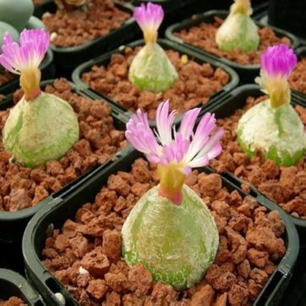 Pink Conophytum Plant Seeds Planting- for Unique and Ornamental Gardens – Fresh Herb for Your Garden