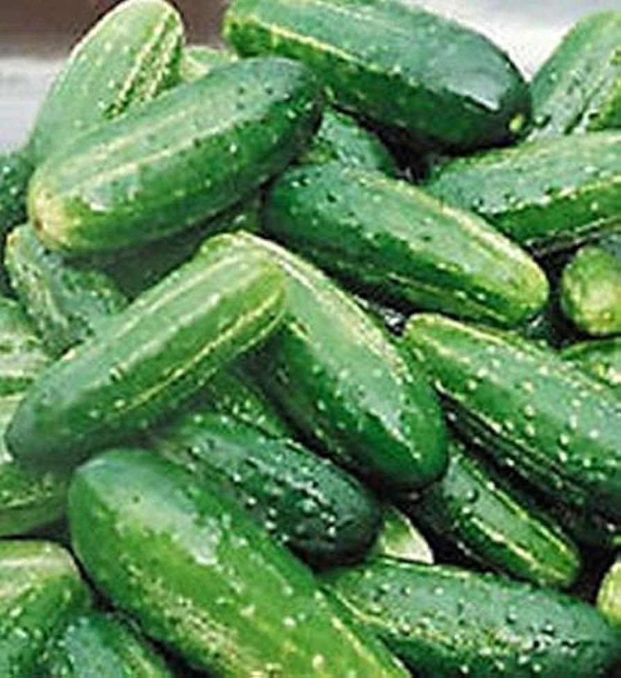 Bush pickle cucumber plant from seeds with compact vines and crisp green cucumbers