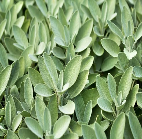 Green Sage