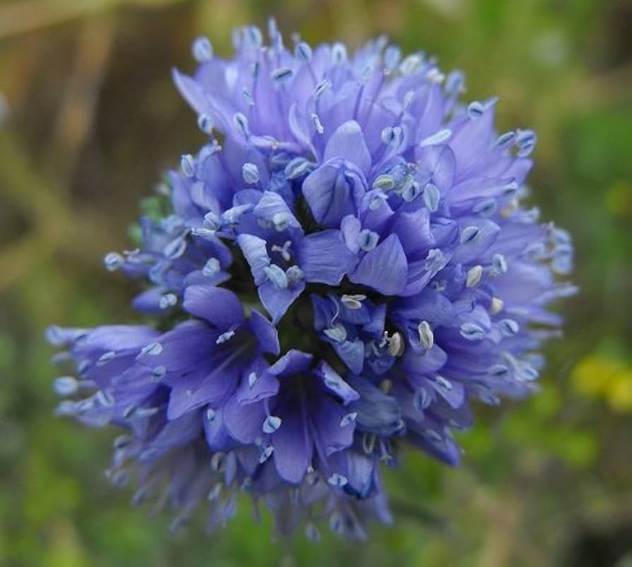 Gilia Capitata Flower Garden Seeds