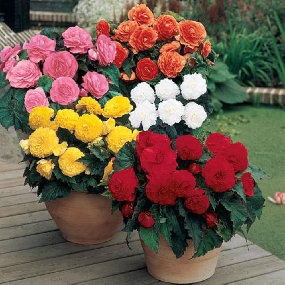 Begonia Semper florens Flower Seeds for Planting in indoor pots and decorative backyard gardening