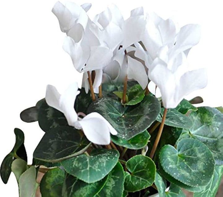 White Cyclamen Flower Seeds for Planting-100 pcs