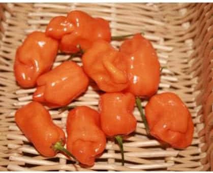 Habanero Vegetable Seeds for Planting