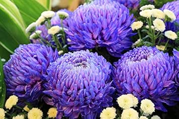 Organic Purple Blue Chrysanthemum Flower Seeds for Planting – Heirloom, Non-GMO for planting in your garden.