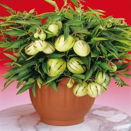 Pepino Fruit - Heirloom, Non - Gmo Seeds