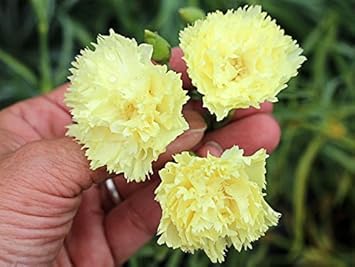 Non-GMO (Non-GMO scientific name) for planting in garden