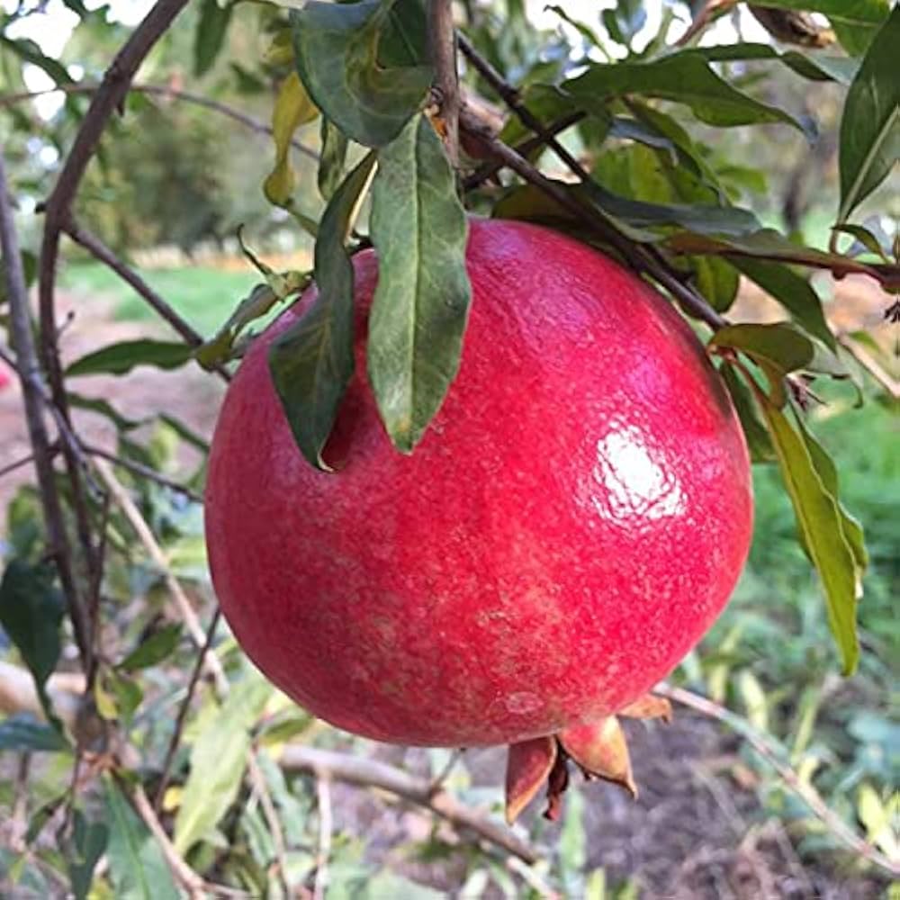 Giant Pomegranate – Punica granatum – for planting in home orchard