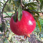 Giant Pomegranate – Punica granatum – for planting in home orchard