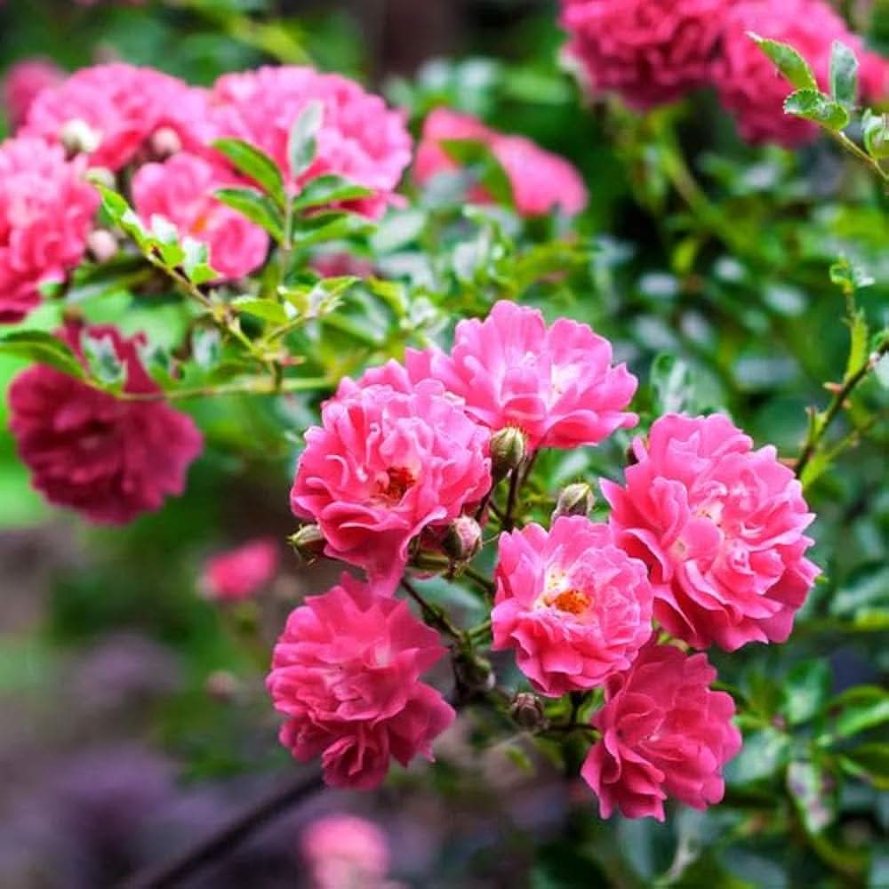 Climbing Rose Hybrida Pink Flowering Seeds For Planting in backyard trellises and vertical gardens