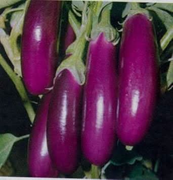 Egg Plant Sweet Vegetable Seeds for Planting Violet