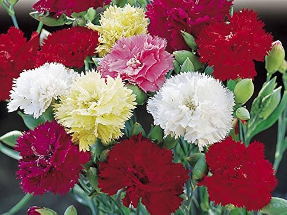 Carnation Germination Pack – Varieties Dianthus Flower Seeds (Sunflower, Violet, More)