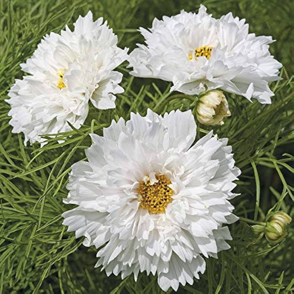 Cosmos Double Click double bloom for annual garden