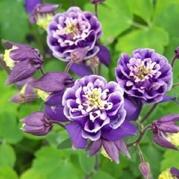 Heirloom White Violet Aquilegia Flower Seeds for Planting – Non-GMO, Perennial Blooming Seeds seeds for planting in home garden
