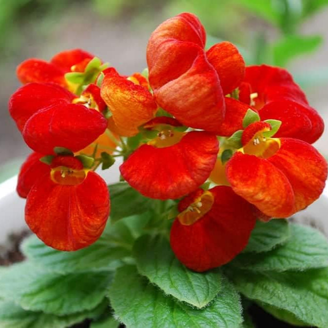 Heirloom Non-GMO Calceolarias Flower Seeds for Uniquely Shaped Blooms and Garden Planting for planting in home garden