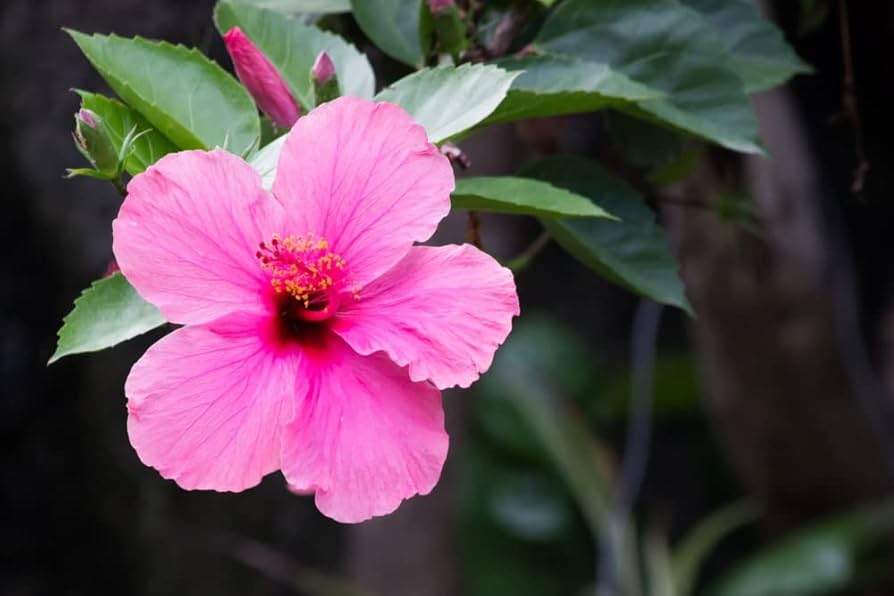 Hibiscus Rosa-Sinensis Flower Seeds