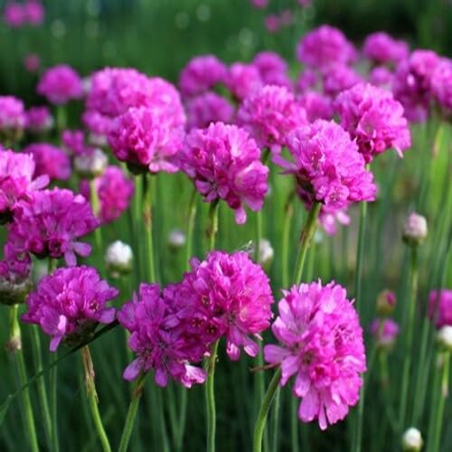 Giant Armeria Flower Pink - Heirloom, Non - Gmo Seeds