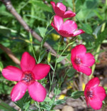 Scarlet Flax (Linum grandiflorum) seeds for planting in dry home garden