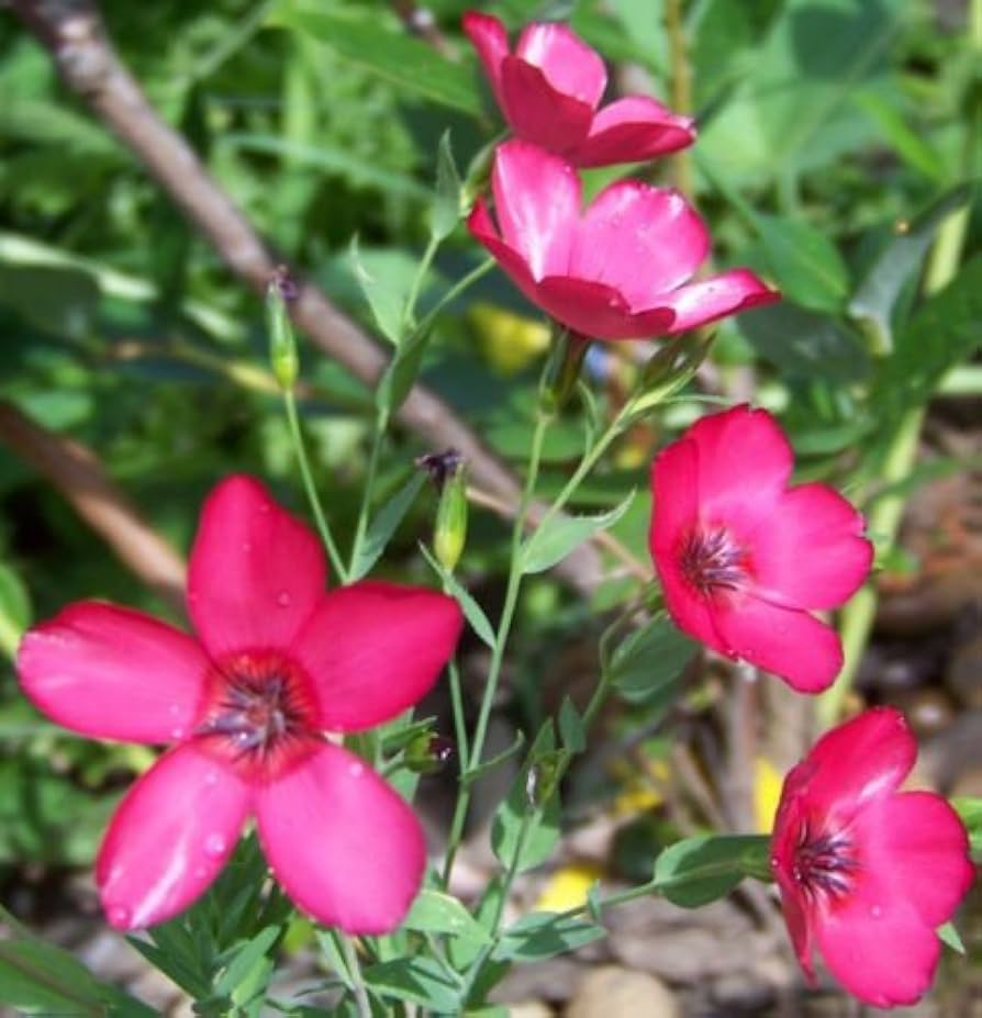 Scarlet Flax (Linum grandiflorum) seeds for planting in dry home garden