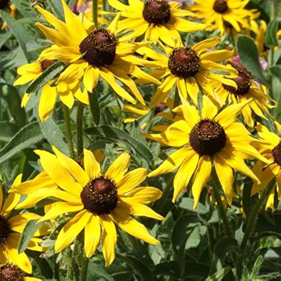 Brown Eyed Susan – Rudbeckia triloba – native flower seed for wild garden