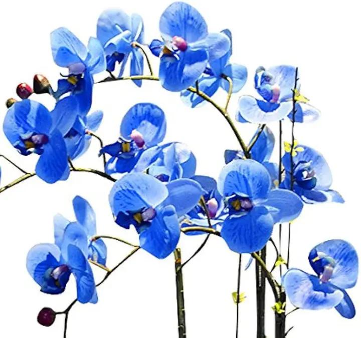 Futaba Blue Butterfly Orchid Flower Seeds for Planting - NON GMO Seeds Dhara Seeds