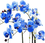 Futaba Blue Butterfly Orchid Flower Seeds for Planting - NON GMO Seeds Dhara Seeds