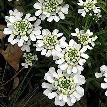 White Candytuf Flower Seeds for Planting - NON GMO Seeds Dhara Seeds