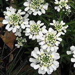 White Candytuf Flower Seeds for Planting - NON GMO Seeds Dhara Seeds