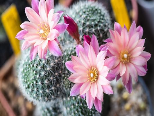 Pink Cactus Flower - Heirloom, Non - Gmo Seeds