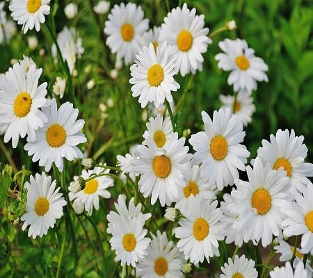White Daisy Flower - Heirloom, Non - Gmo Seeds