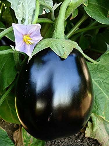 Floriculture Greens 'Big Gajraj' Eggplant Seeds for Home Gardening