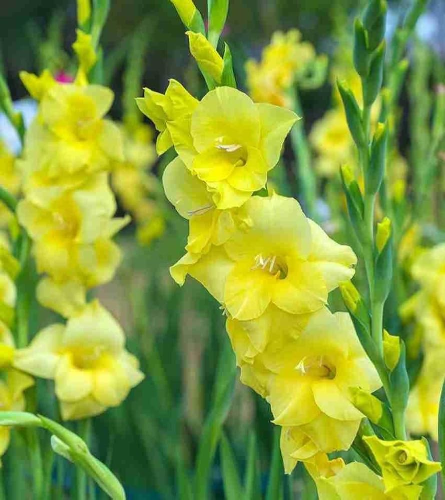 Heirloom Yellow Gladiolus Flower Seeds – Non-GMO Perennial Blooms for Planting for planting in your garden.