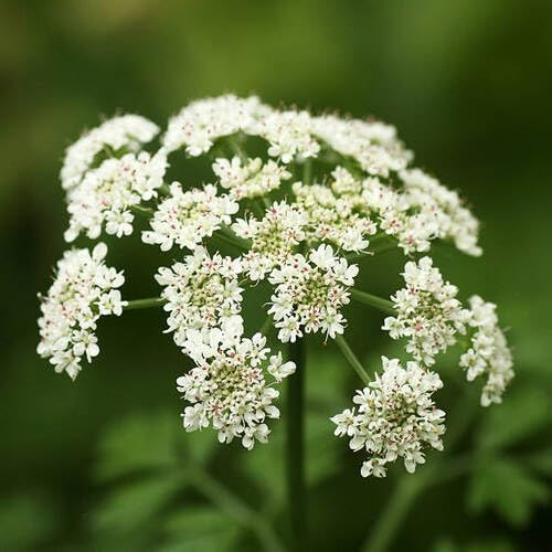Green Angelica Herb Seeds - Heirloom, Non - GMO Seeds