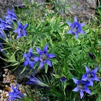 Blue Gentiana Flower Seeds for Planting - 100