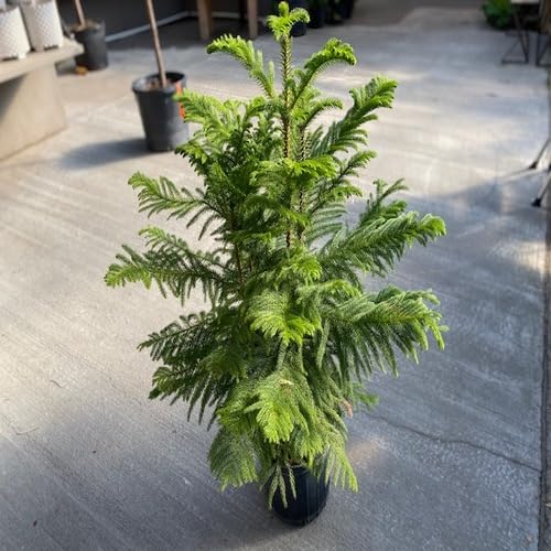 Green Araucaria - Heirloom, Non - Gmo Seeds