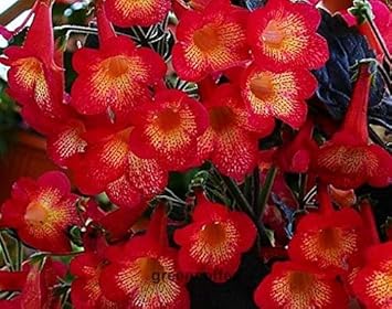 Achimenes Achimenantha Wood Sunburst One Rhizome - Heirloom, Non - Gmo Seeds