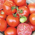 Earliana Organic Beef Tomato for vegetable garden planting
