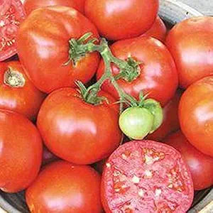Earliana Organic Beef Tomato for vegetable garden planting