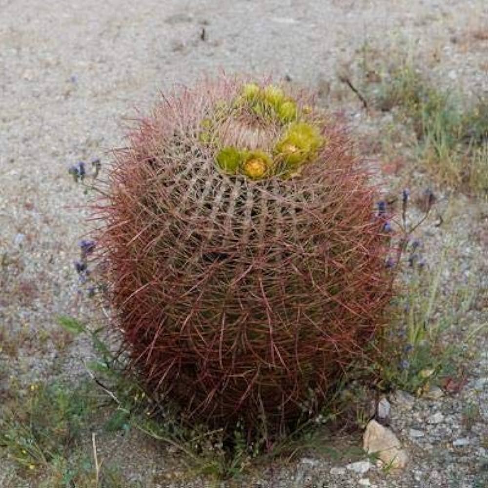 Ferocactus Cylindraceus Rare Cactus Flower Seeds Pieces