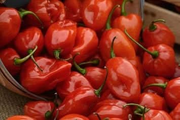 Yellow Pepper Vegetable Seeds for Planting heirloom & Non-GMO Seeds