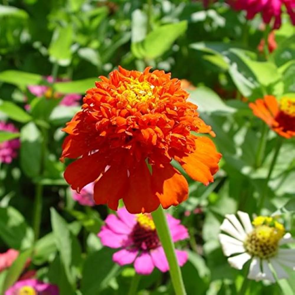 Tagetes patula ‘Solar Red’ hybrid marigold seeds