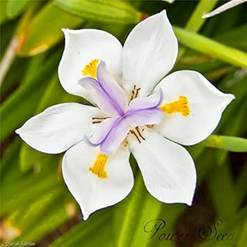 Lavender Tectorum Flower - Heirloom, Non - Gmo Seeds