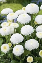 White Bellis Perennis Seeds for Planting - NON GMO Seeds Dhara Seeds