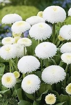 White Bellis Perennis Seeds for Planting - NON GMO Seeds Dhara Seeds